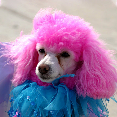 How to safely dye your dog's fur! Inkopious