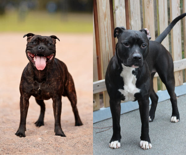 American Staffordshire Bull Terrier Puppy Stafford Kennels Black