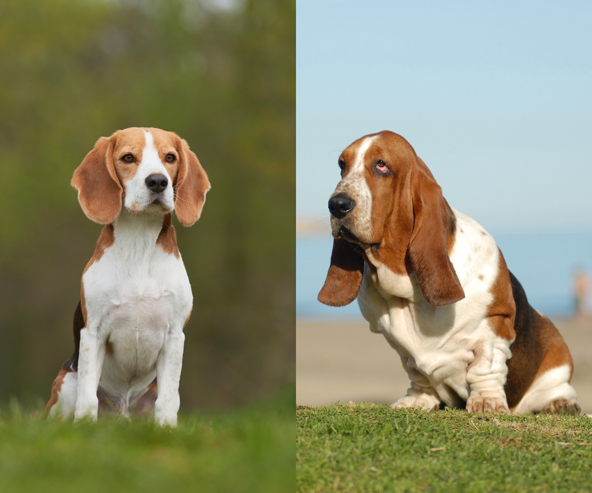 Beagle Hound Dog Pros And Cons Of Beagles: Are Beagles Good Dogs