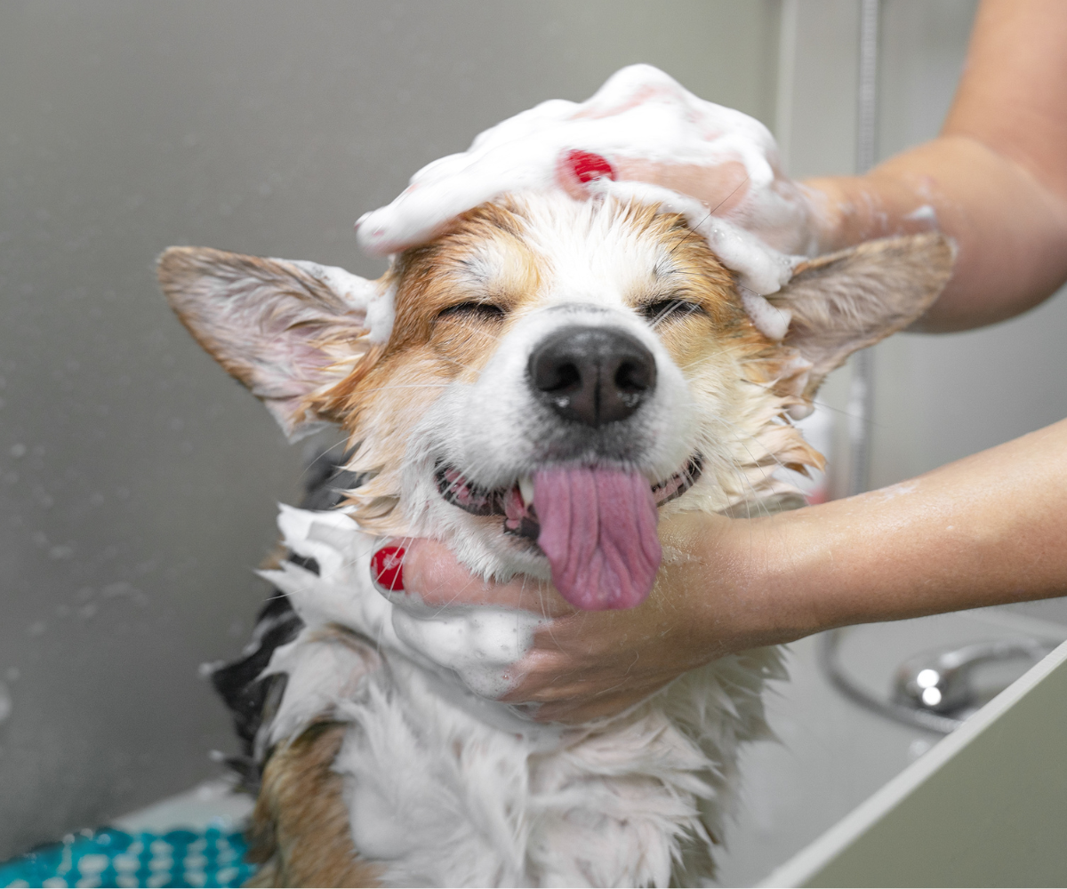 Best dog online bathing products