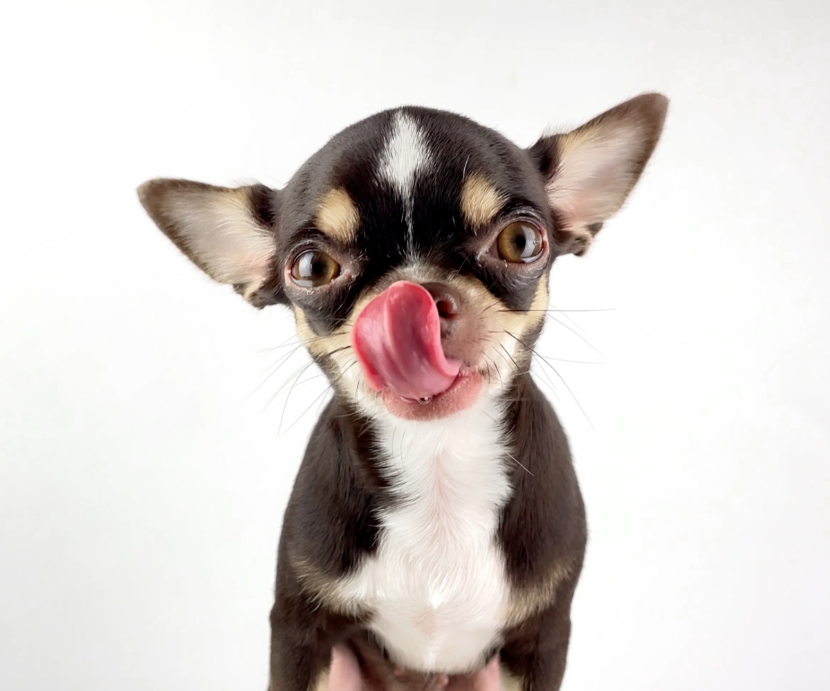 Can my sales dog eat celery