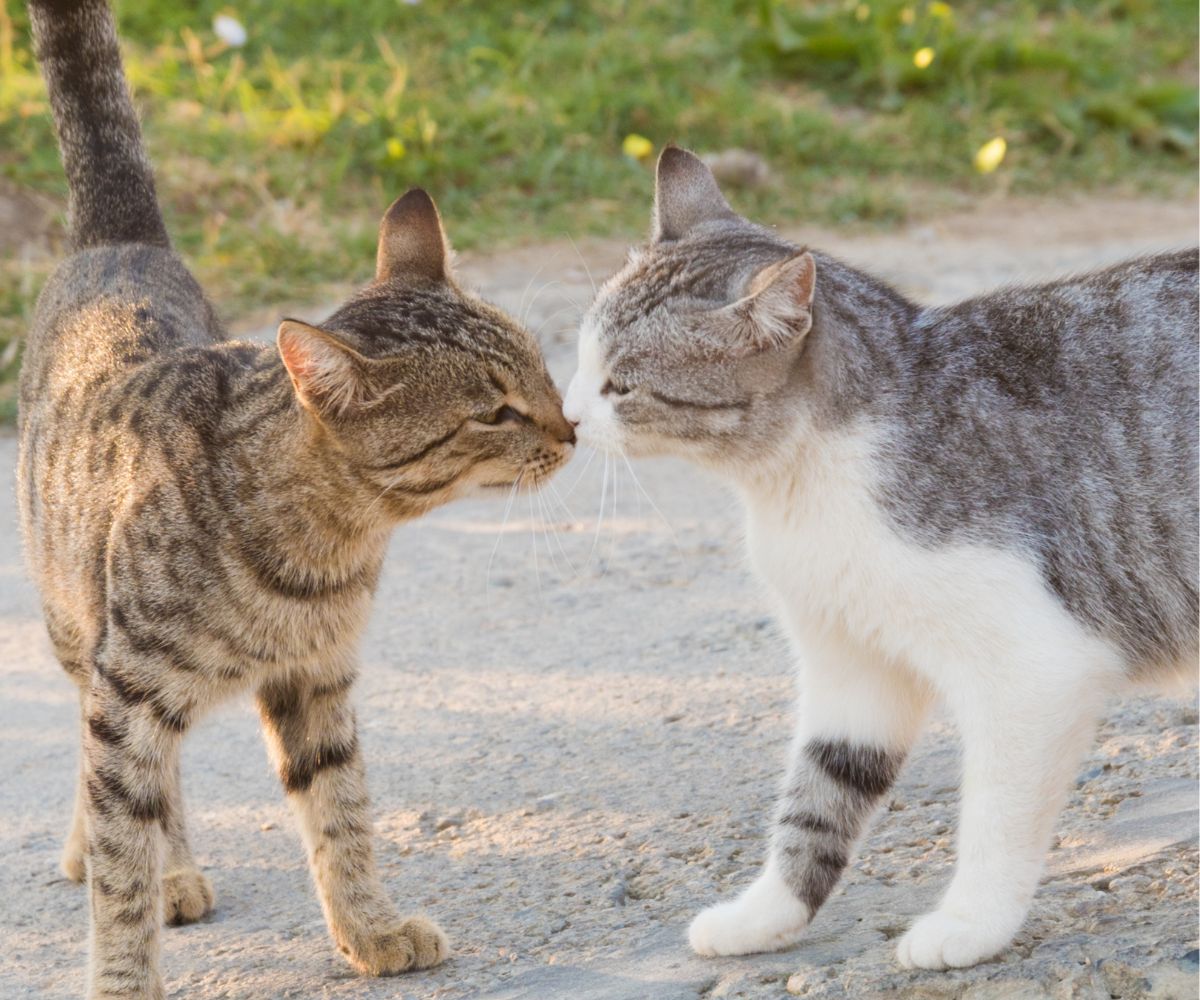 Do Cats Have a Good Sense of Smell? Inkopious