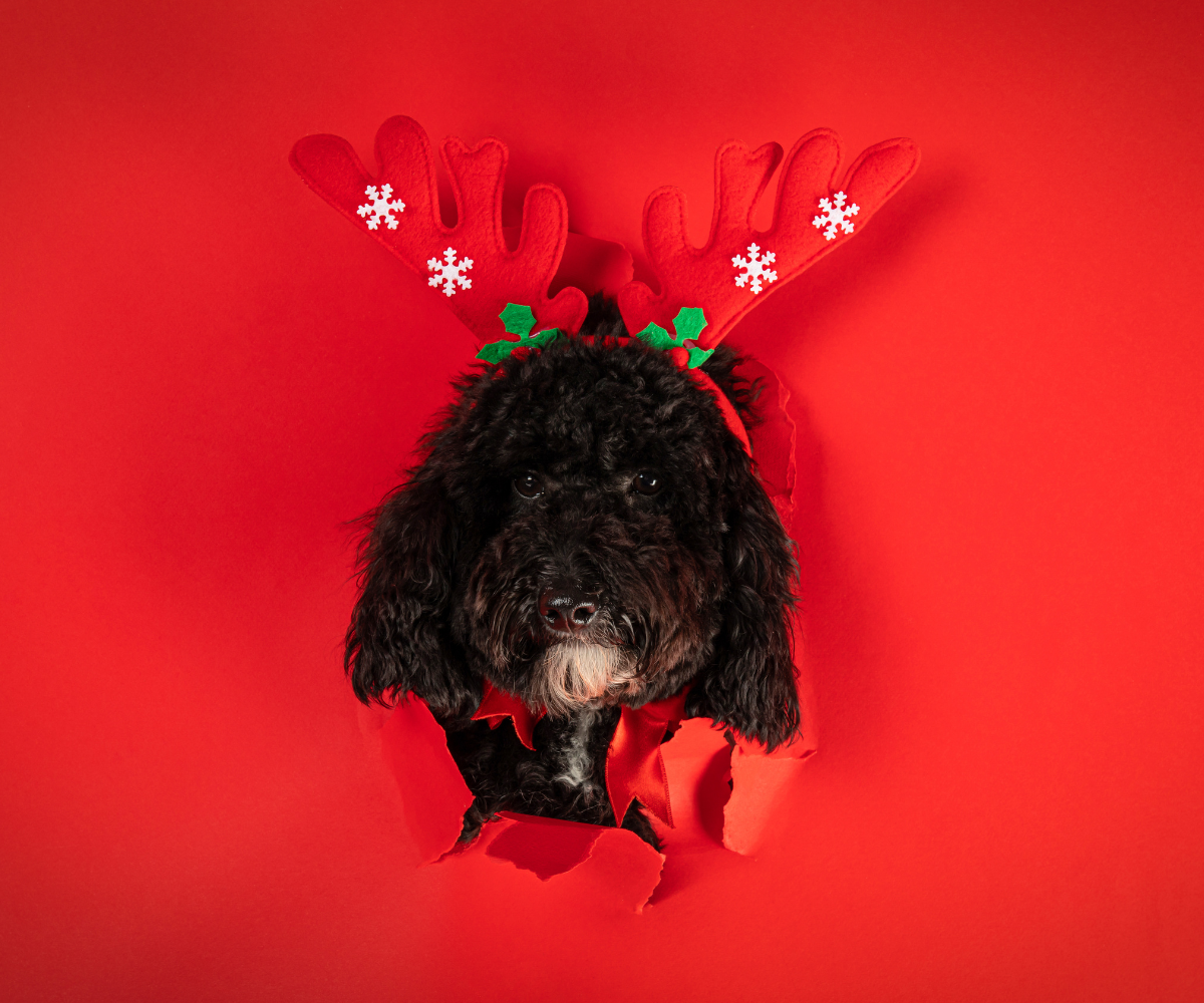 Christmas Dog Names 25 Fun Festive Name Ideas Inkopious