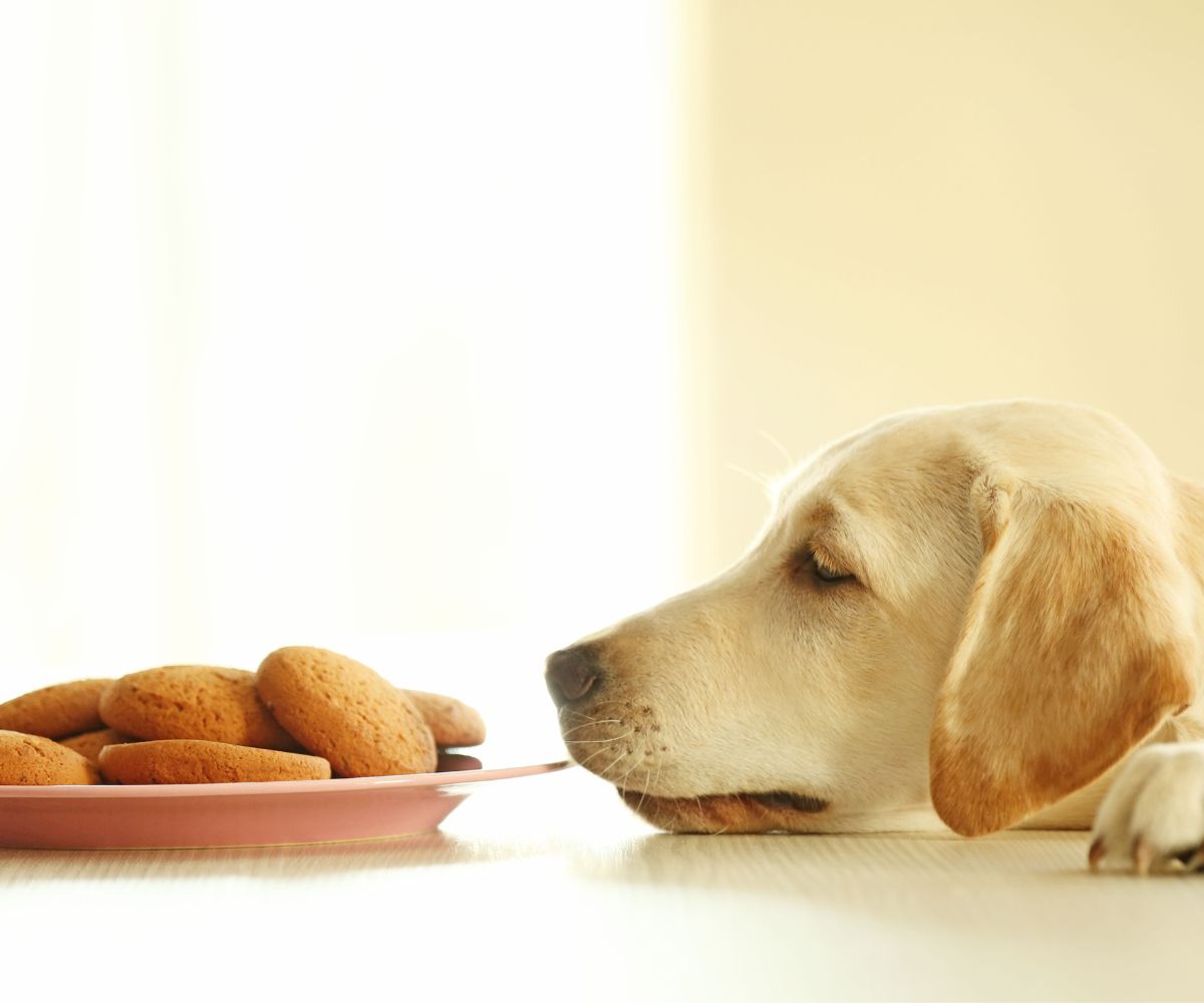 Is Xylitol Bad for Dogs? How Much is Toxic? Inkopious