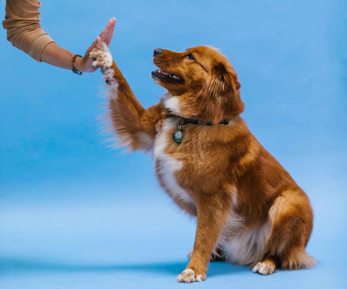 Easy puppy shops tricks