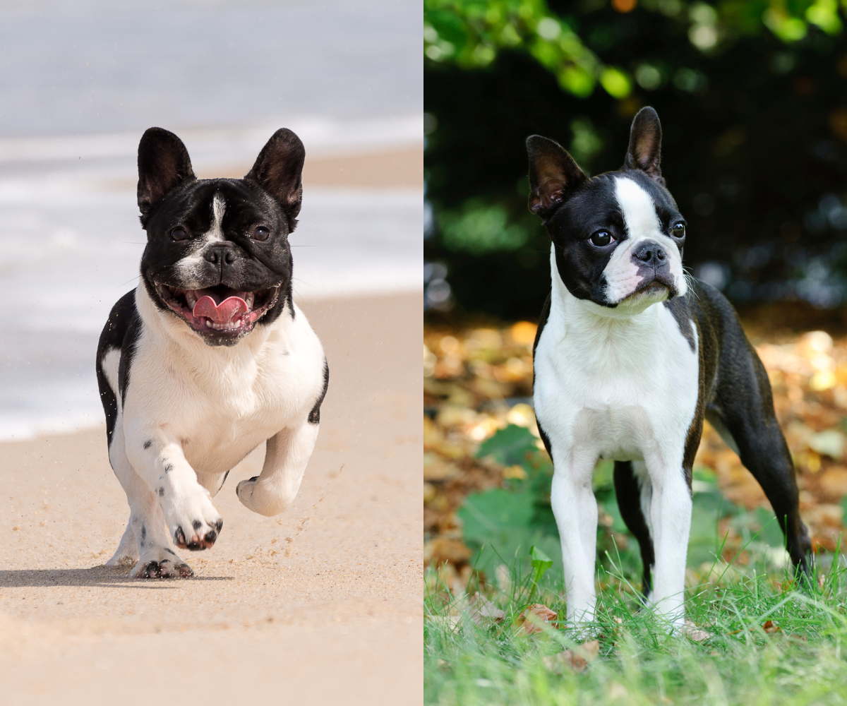 Boston fashion terrier bulldog