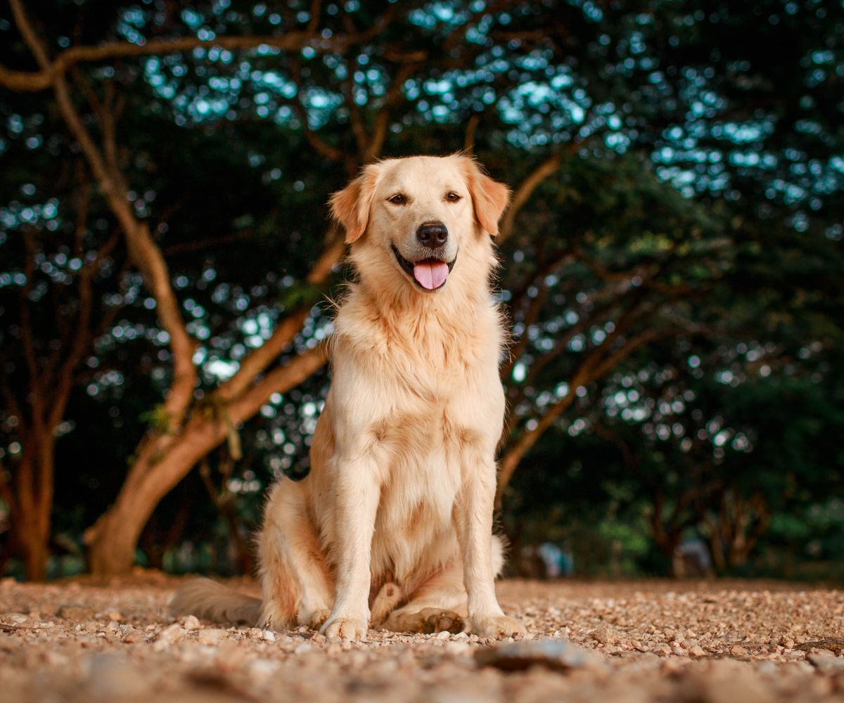 How Much Do Golden Retrievers Shed? A Guide to Golden Retriever Sheddi