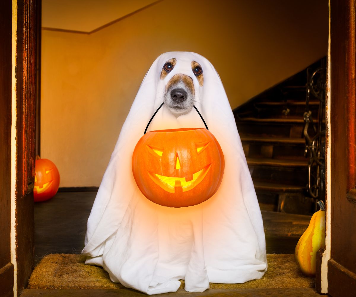 halloween-dog-names-20-pawsitively-spooky-name-ideas-inkopious