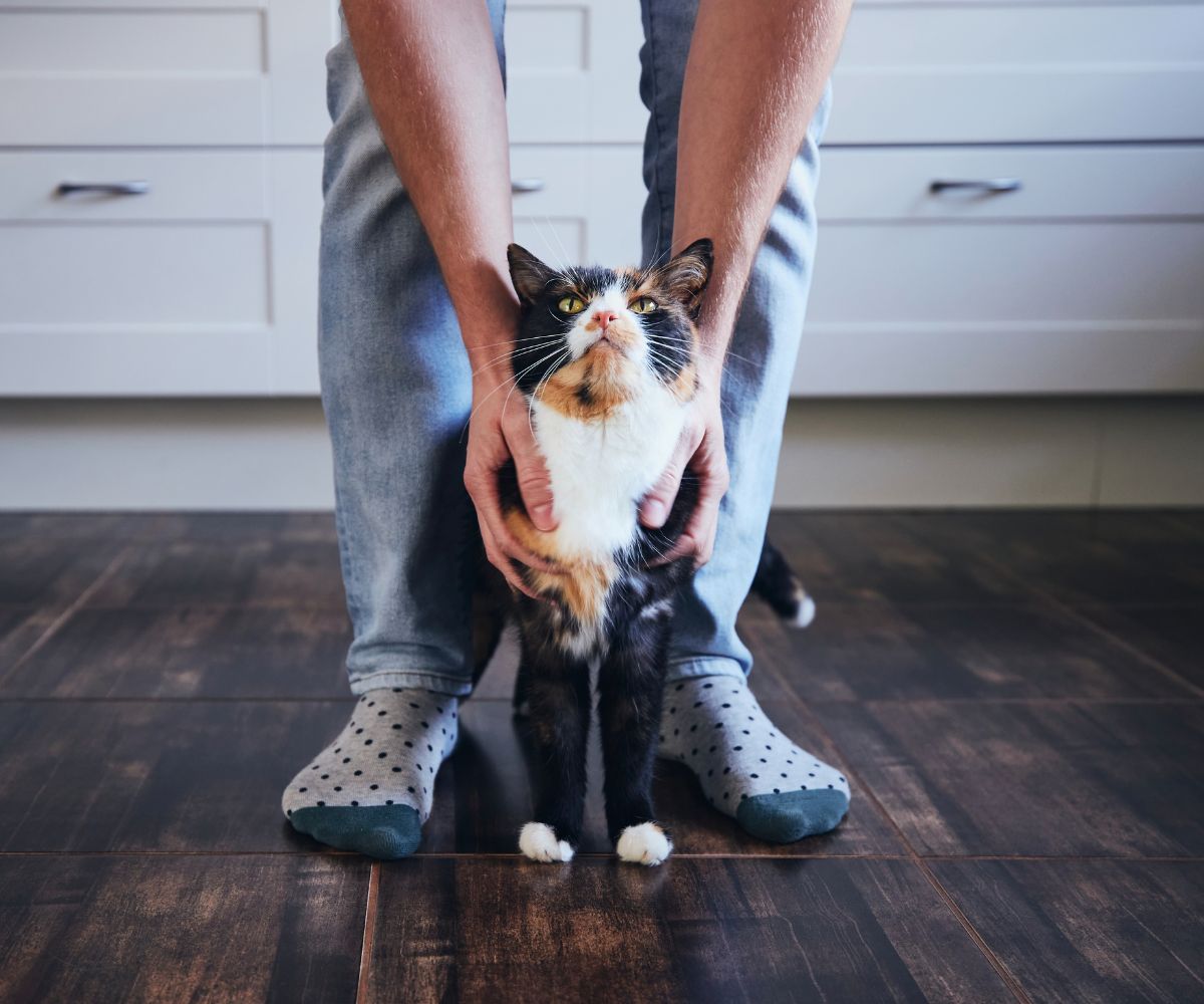 How Long Can I Leave My Cat Alone? Inkopious