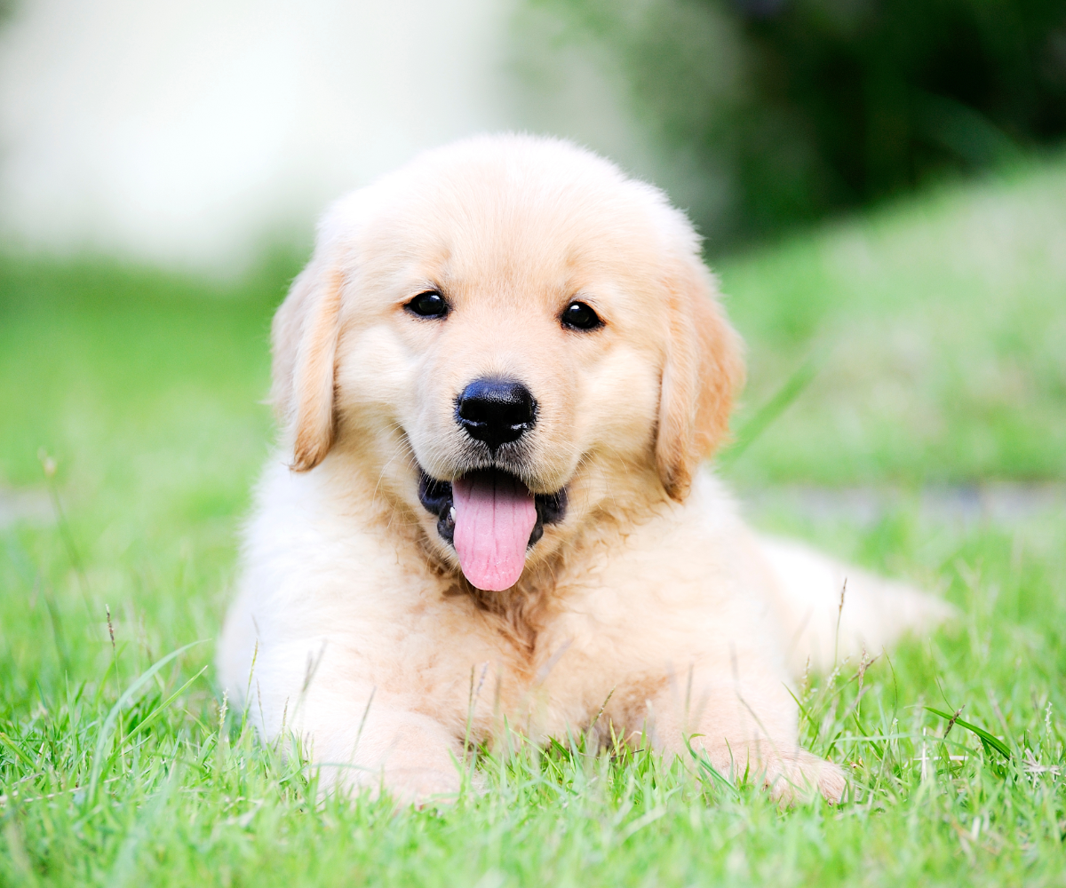 How to Socialize a Puppy & Why It's Important – Inkopious