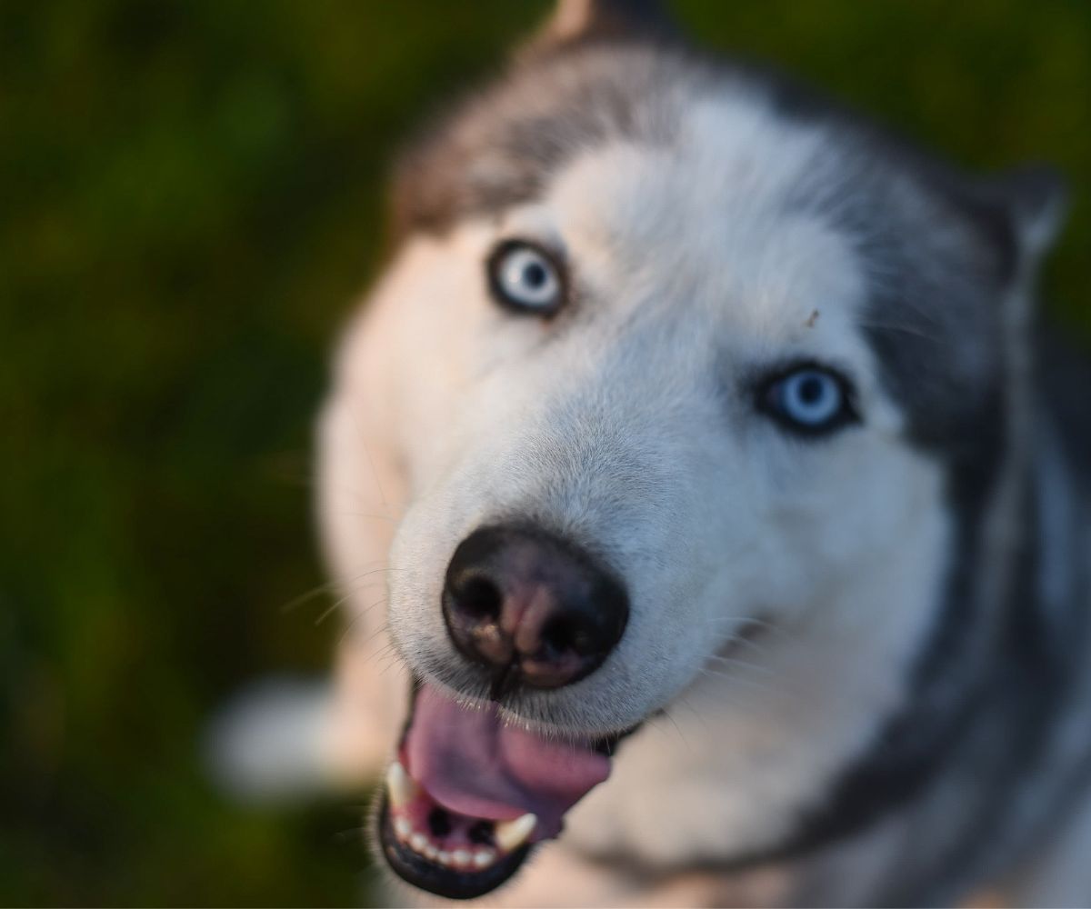 The Great Husky Escape Why Are Huskies Such Good Escape Artists? Inkopious