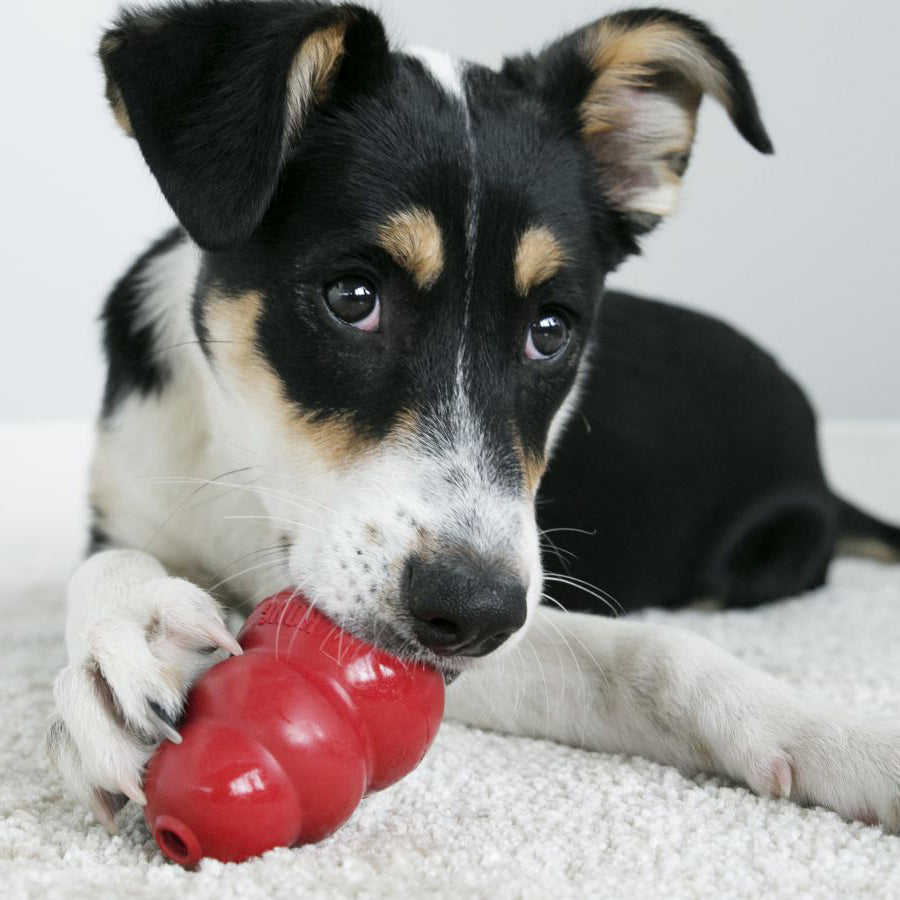 Frozen Kong Treats: 5 Easy Summer Recipes to Keep Your Dog Cool