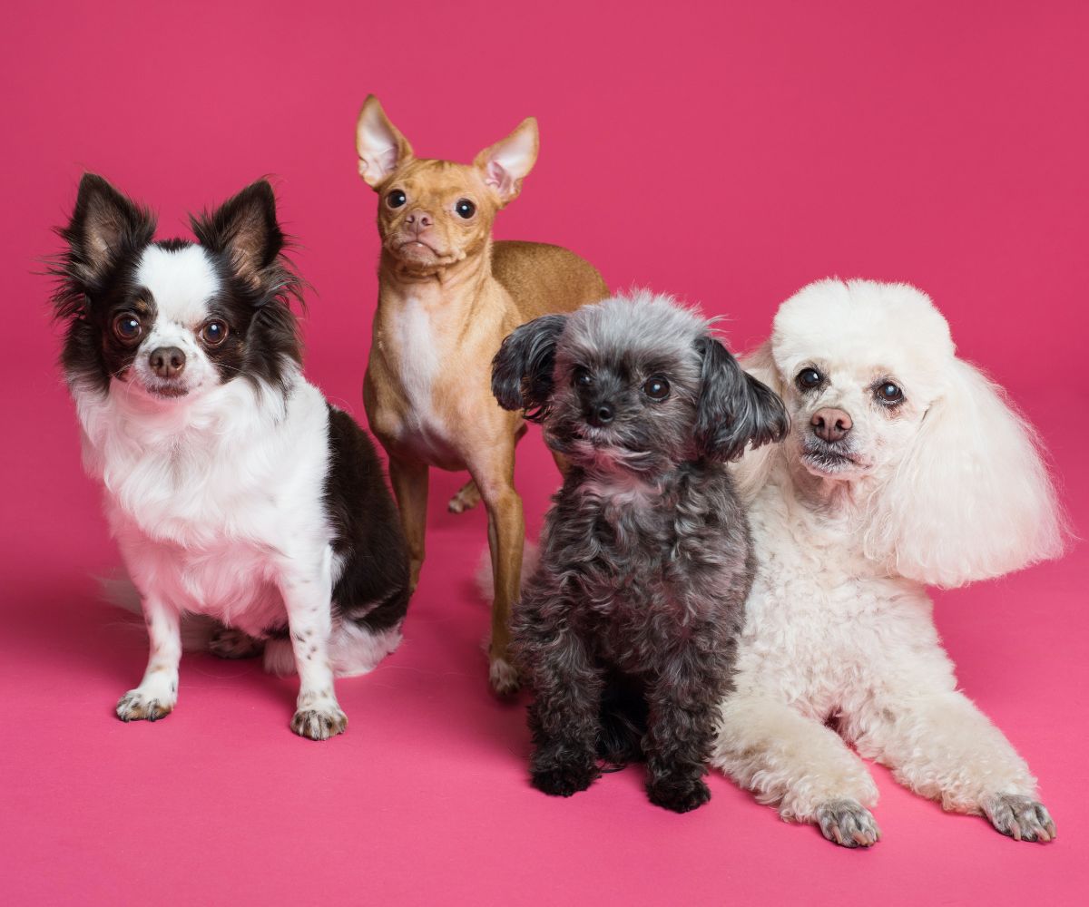 The Most Popular Dog Breeds of 2022 Inkopious