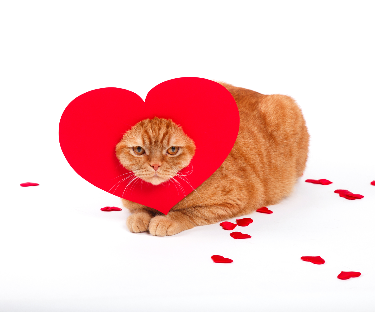 Valentine's Day Cat Puns & Captions That Are Hissterical! Inkopious