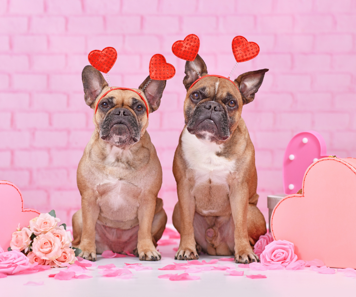 Valentine's Day Dog Puns & Captions to Say I Woof You! Inkopious