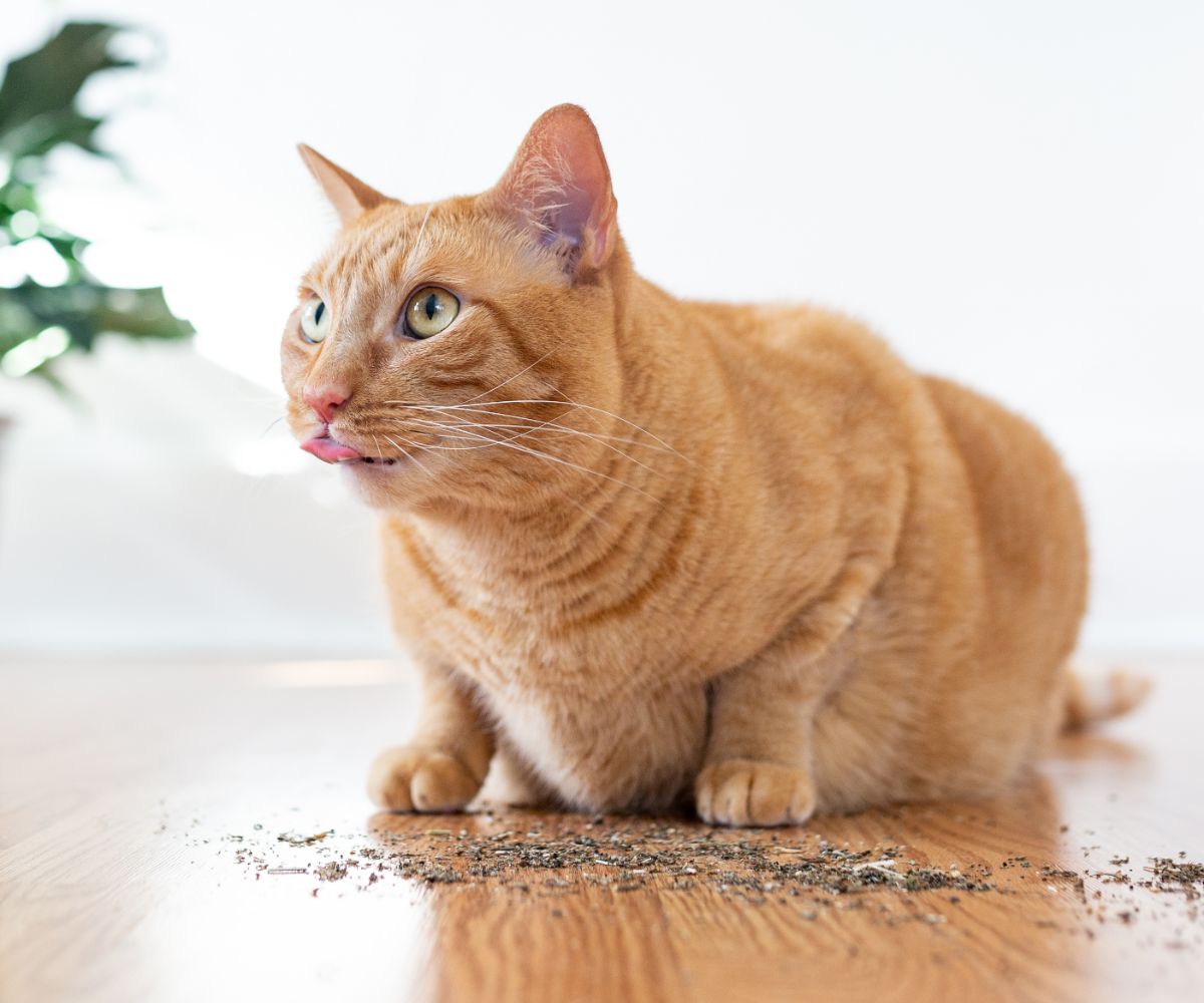 Why Do Cats Love Catnip? Inkopious