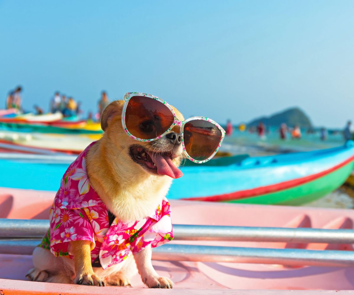 Why Do Dogs Love to Sunbathe? Inkopious