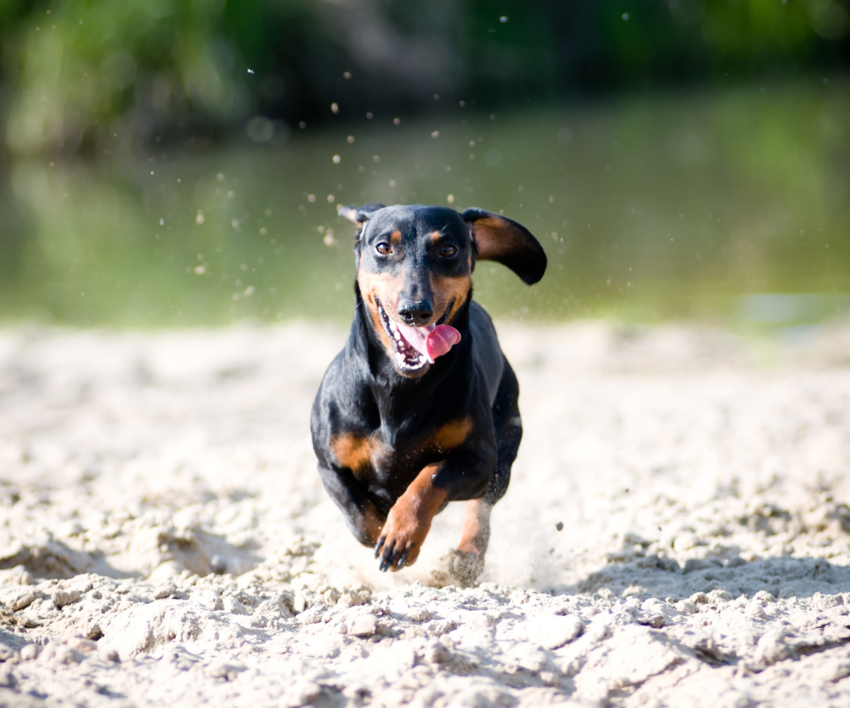 Why Do Dachshunds Have So Many Nicknames? Inkopious