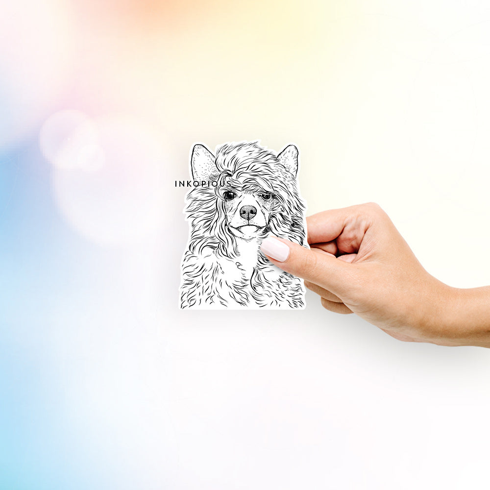 Hand-drawn sketch of Preston the Powderpuff Chinese Crested on a decal sticker