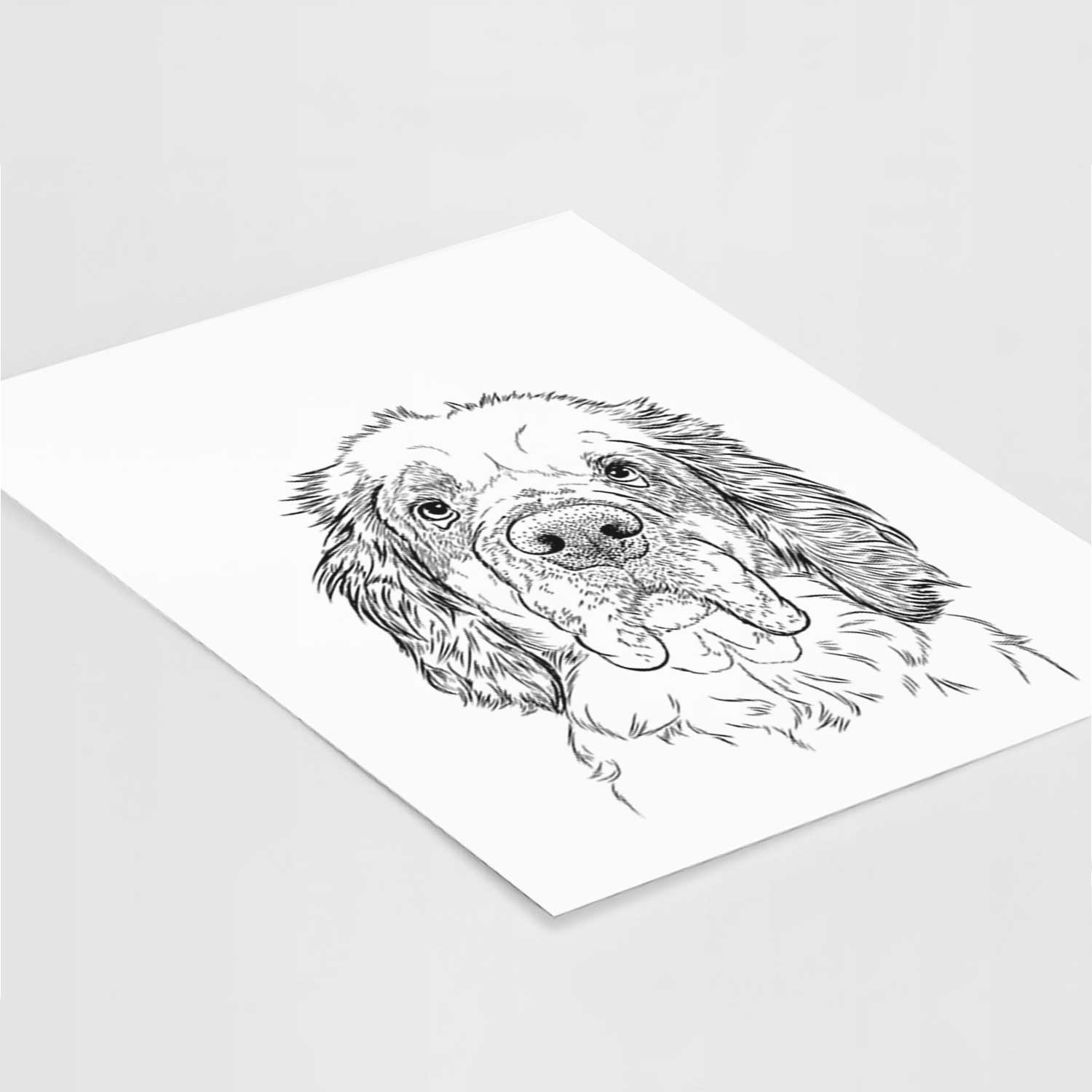 Sully the Clumber Spaniel Art Print