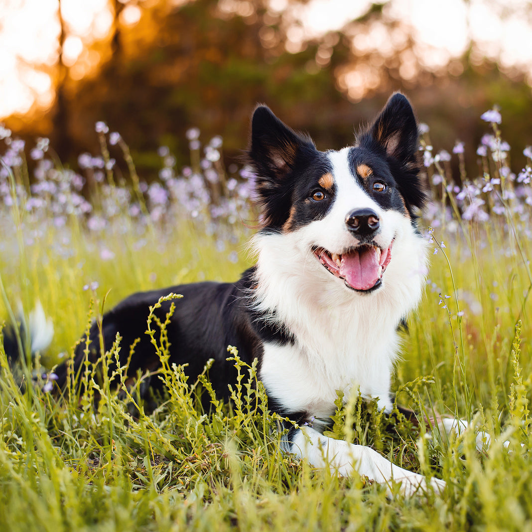 26 Plants That Cause Allergies in Pets – Inkopious