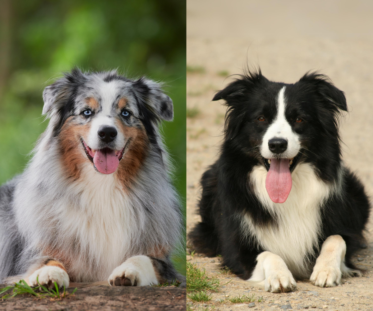Blue Merle Border Difference Between Border Collie And Aussie