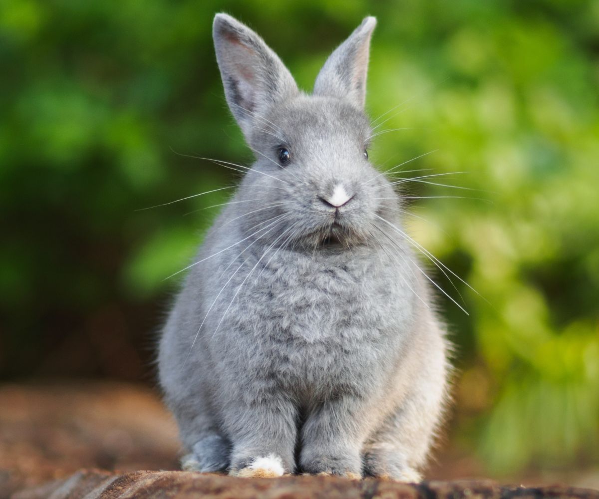 Bunny vs. Rabbit: What's the Difference? – Inkopious