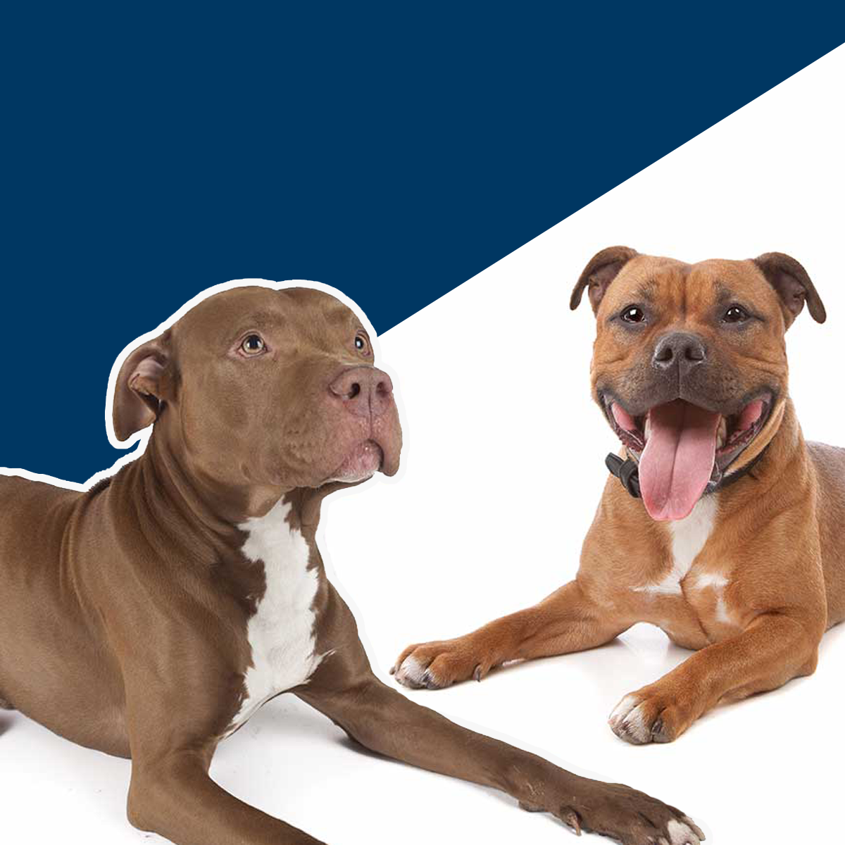 American Staffy Bull Terrier American Pit Best American Staffy