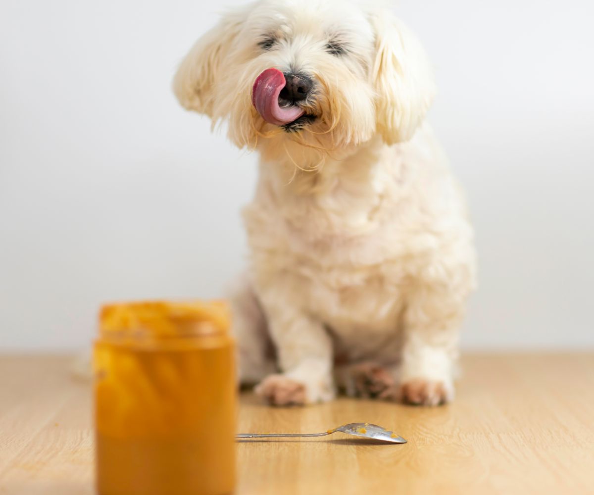 Picture of Can Dogs Eat Peanut Butter? Is It Toxic or Safe? – Inkopious