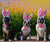 Easter Egg Hunt for Dogs