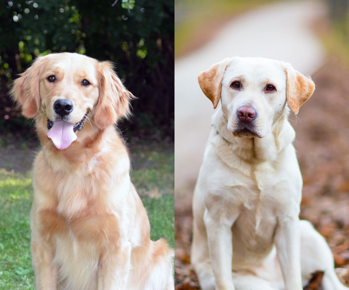 Goldne Lab Yellow Lab Vs Golden Retriever Those Who Had And Golden And A