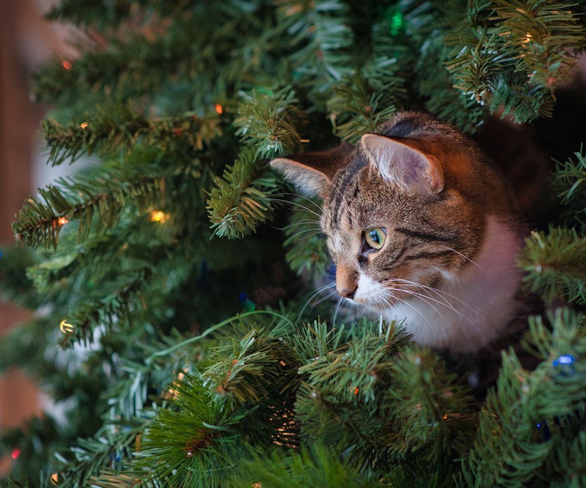 How to Cat Proof Your Christmas Tree in 6 Easy Steps – Inkopious