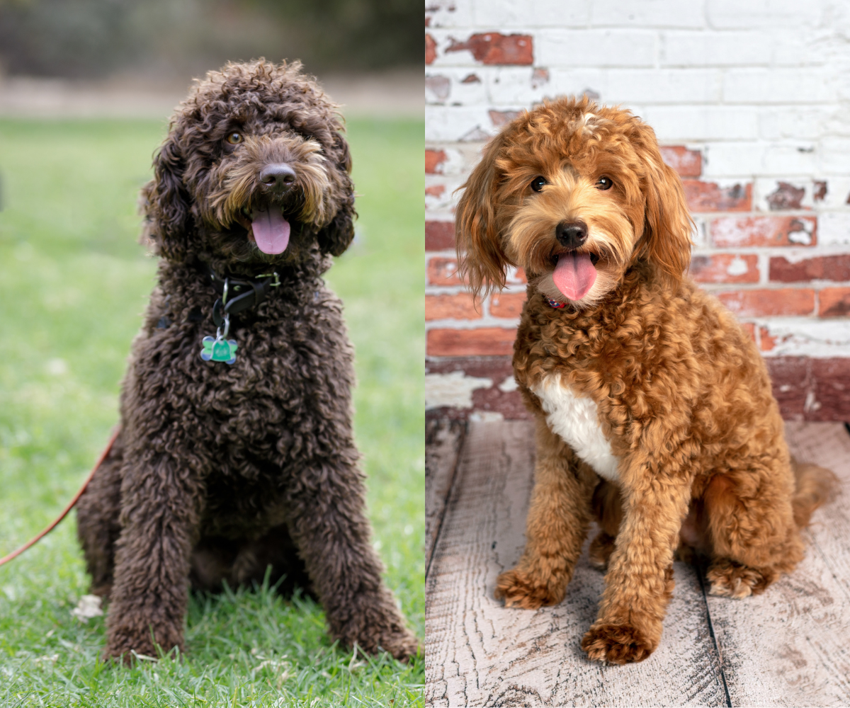 Australian Labradoodles F1b Labradoodles For Sale F1b Labradoodle