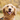 National Golden Retriever Day - golden retriever dog