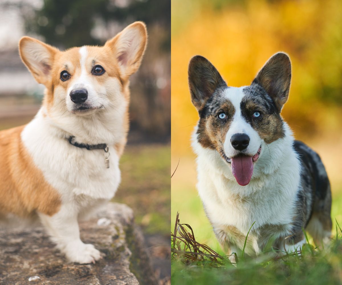 son cardigan corgis diferentes de pembroke corgis