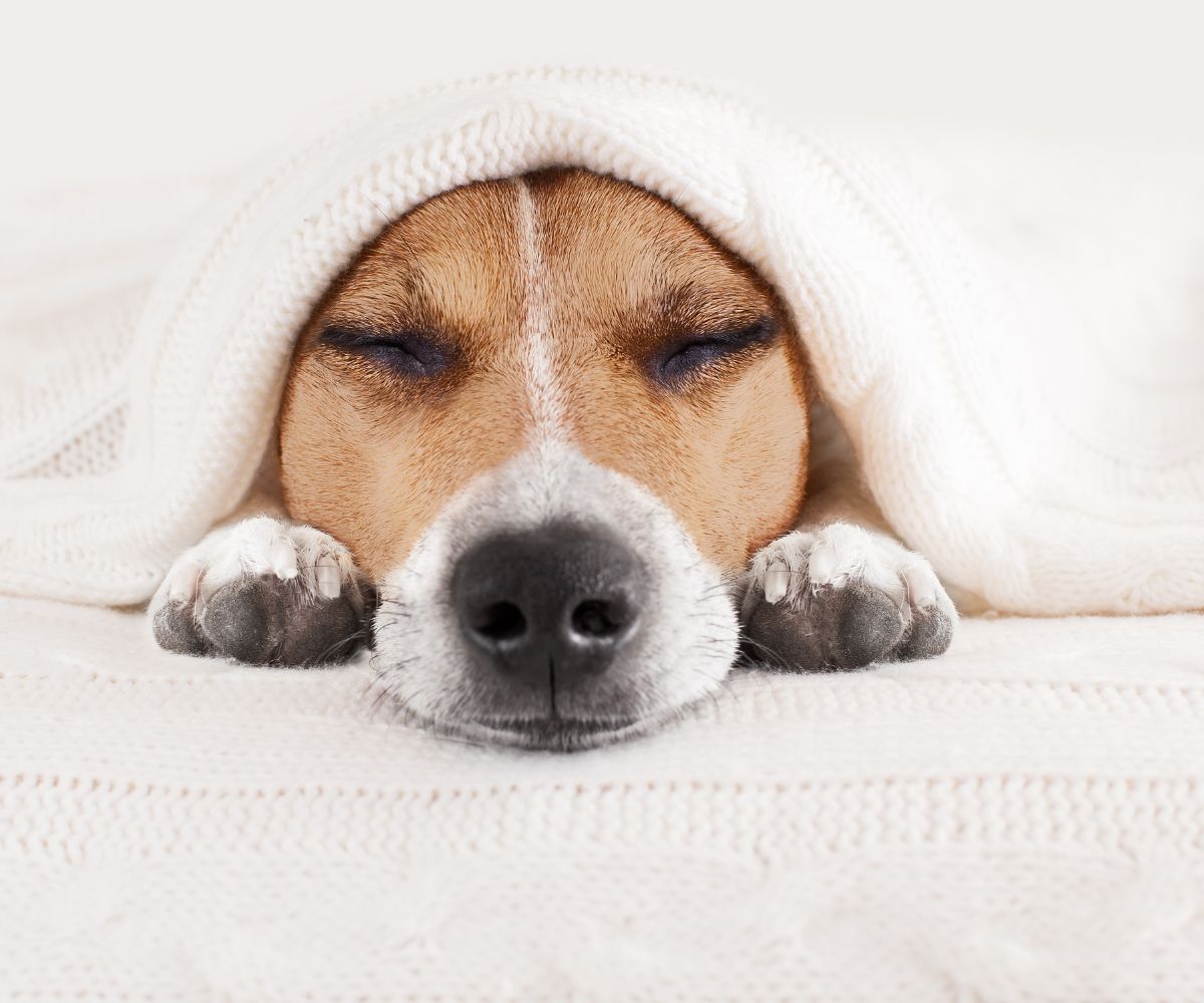 Why Does My Dog Dig Into My Bed