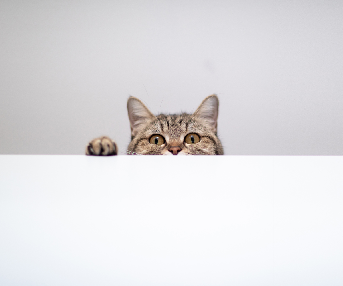 Things to Consider Before Walking Your Cat Inkopious