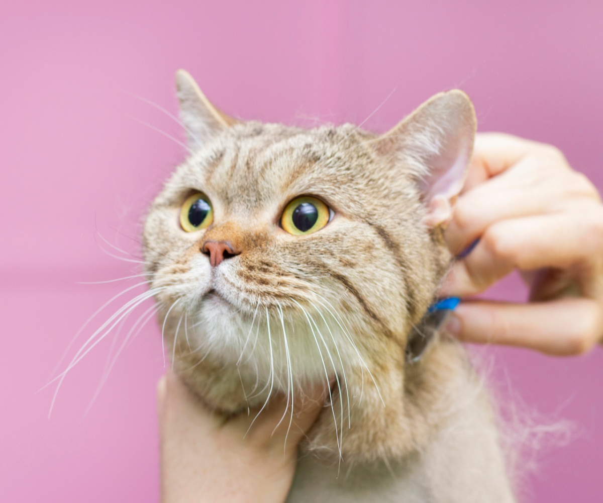 Why Is My Cat Shedding So Much? Inkopious