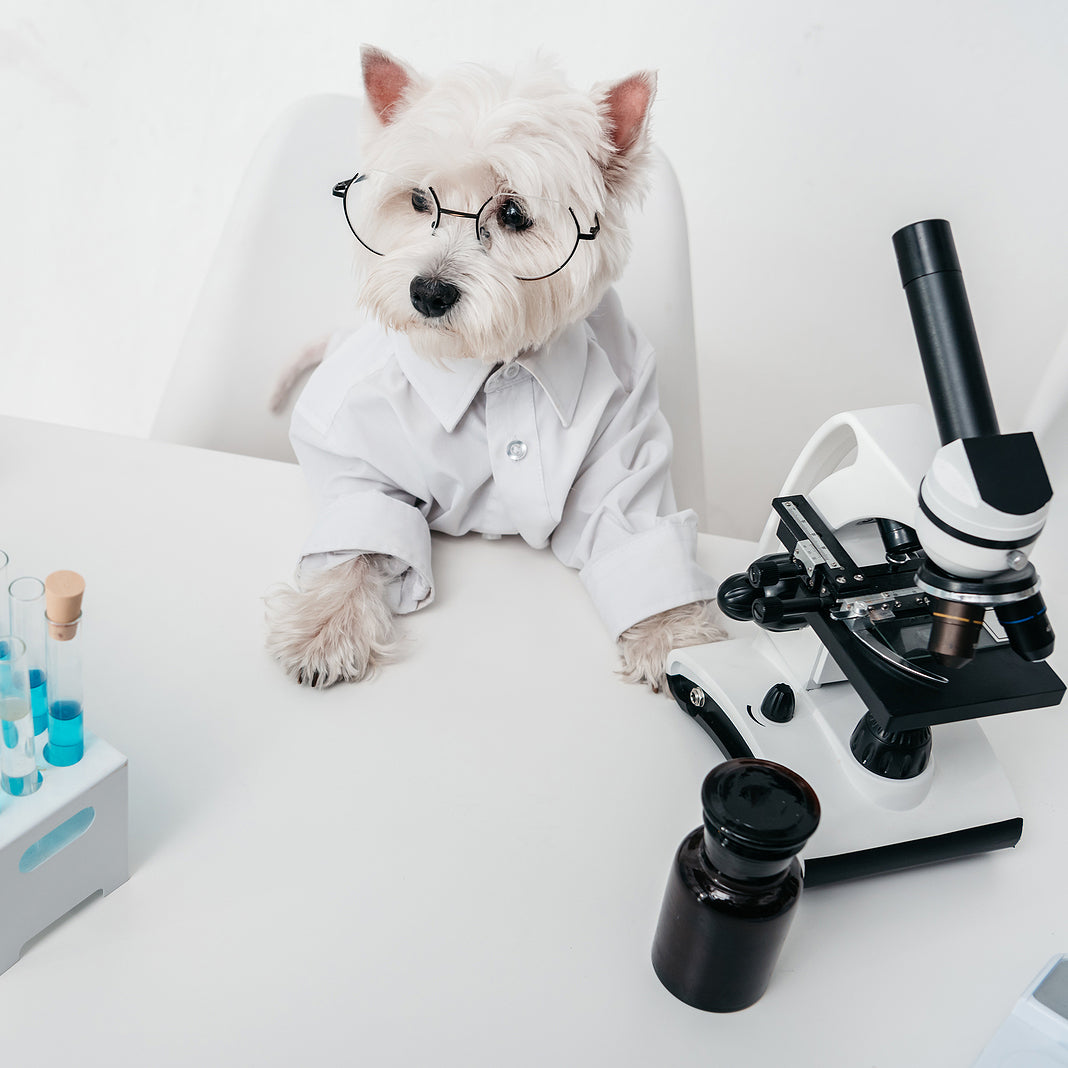 Dog DNA Testing – Inkopious