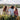 family with golden retriever at the lake