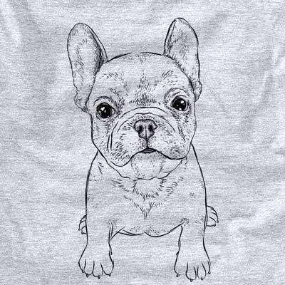 Puppy Pierre the French Bulldog