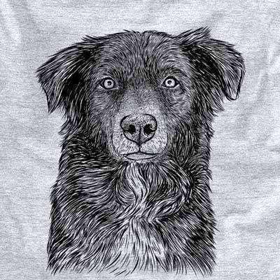 Pixel the Australian Shepherd