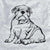 Halftone English Bulldog Puppy