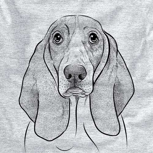 Addison the Basset Hound