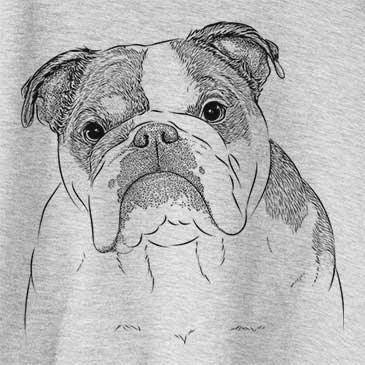 Jack the English Bulldog