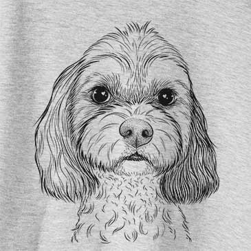 Jasper Diggins Cavapoo