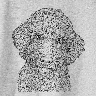 Ross the Lagotto Romagnolo