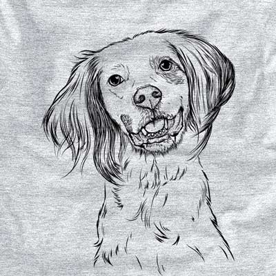 Cooper the  English Setter