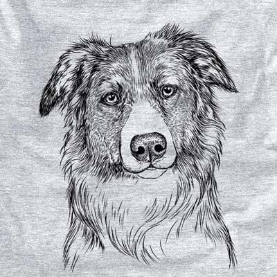 Cynder the English Shepherd