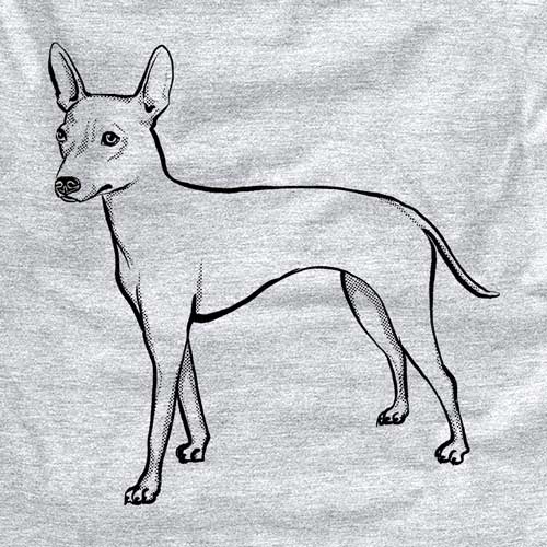 Halftone American Hairless Terrier